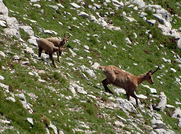 Camoscio d''Abruzzo Rupicapra pyrenaica ornata